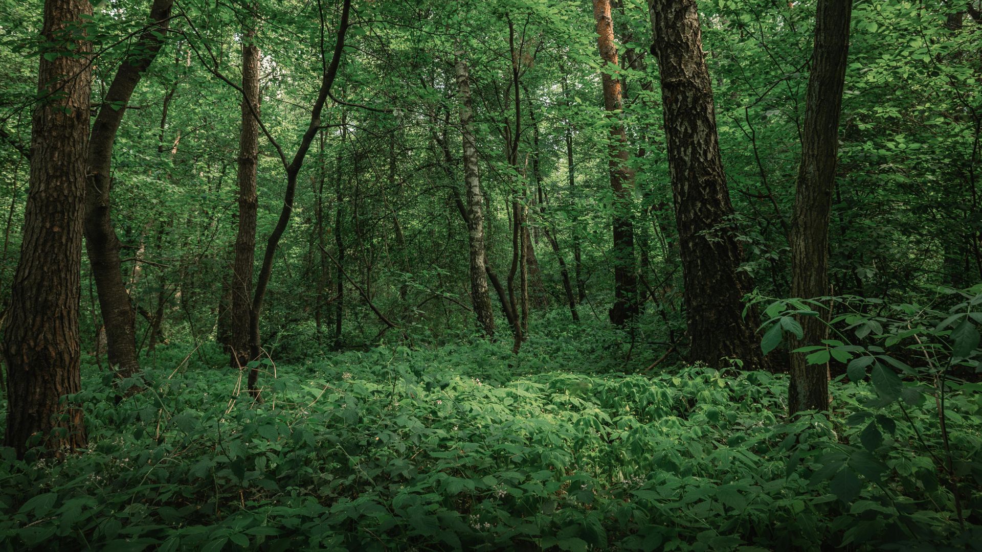 India’s Lush Forests Could Turn into Savannas by 2100, Study Warns